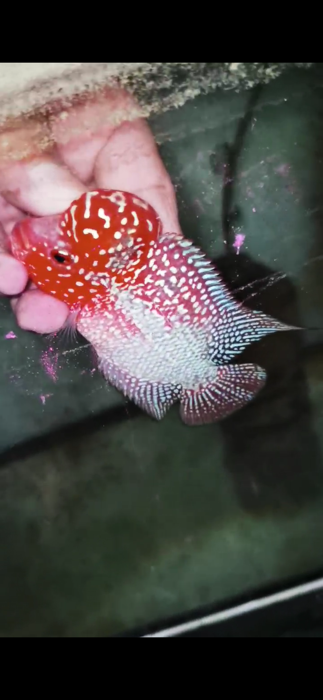 Super Red Dragon Flowerhorn  Grade A ( Male ) - #19