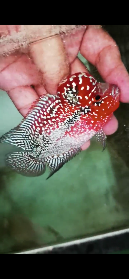 Super Red Dragon Flowerhorn  Grade A ( Male ) - #02