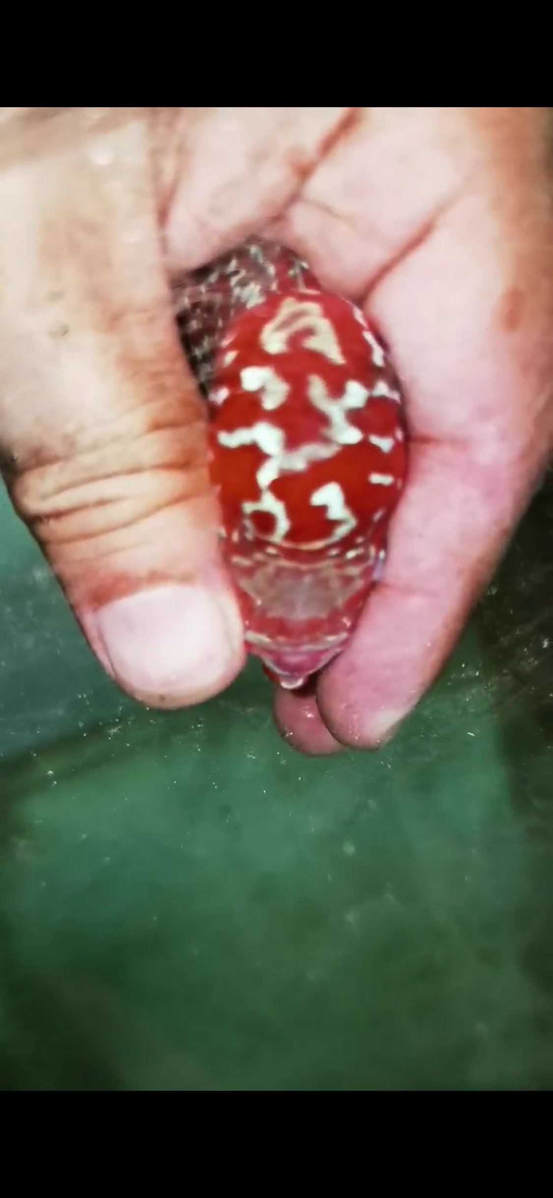 Super Red Dragon Flowerhorn  Grade A ( Male ) - #02
