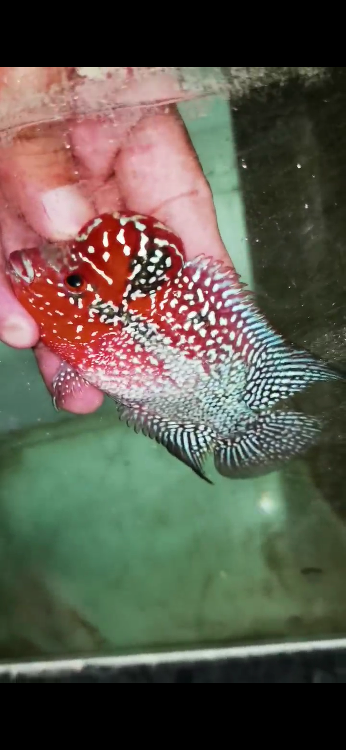 Super Red Dragon Flowerhorn  Grade A ( Male ) - #02