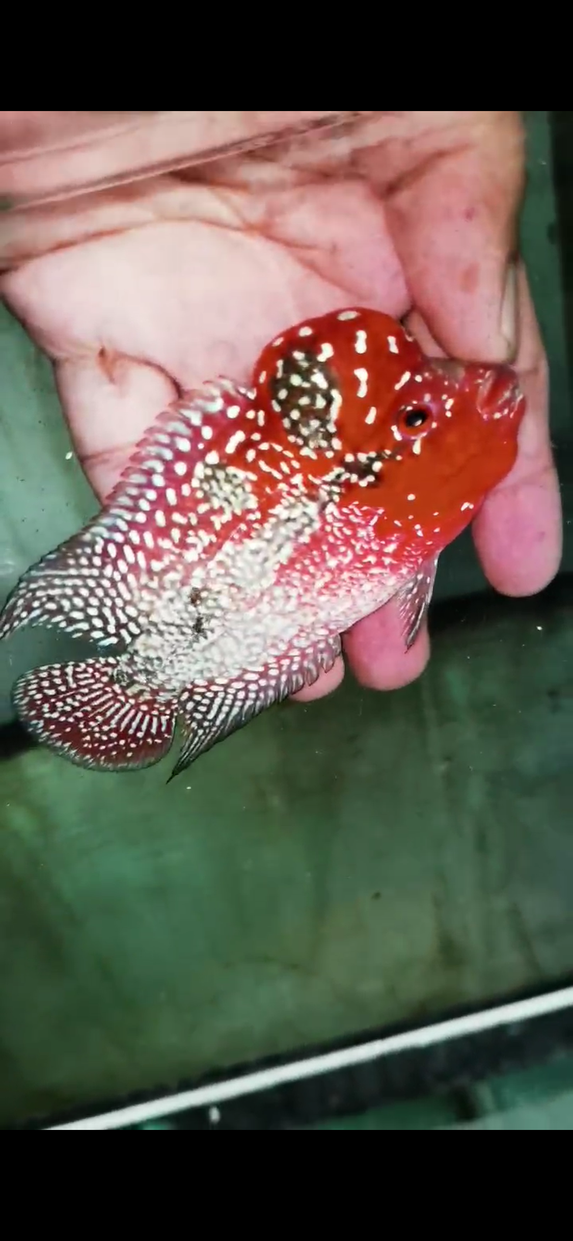 Super Red Dragon Flowerhorn  Grade A ( Male ) - #04