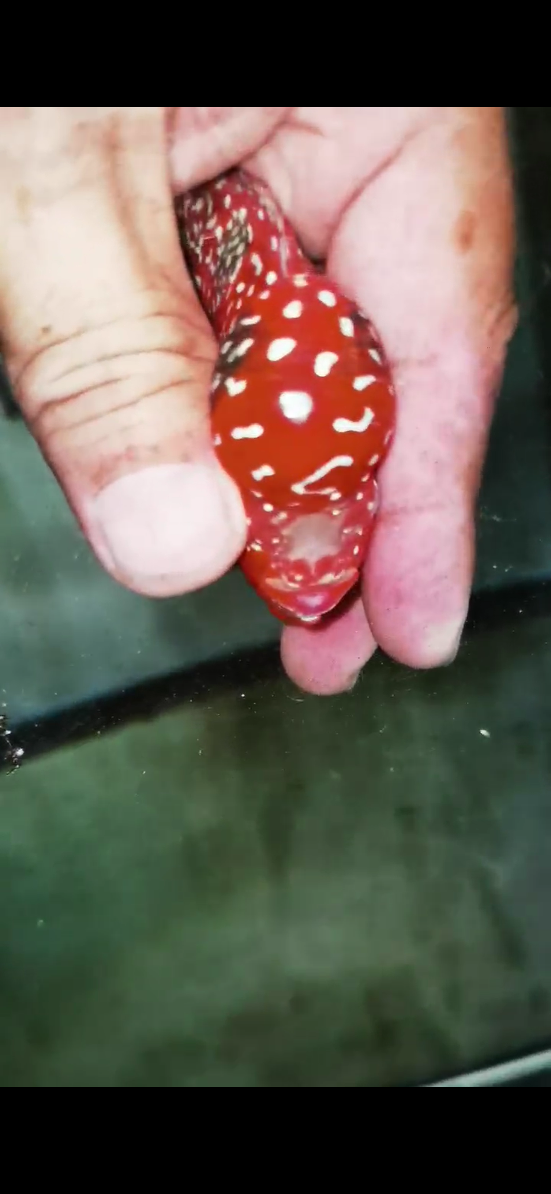 Super Red Dragon Flowerhorn  Grade A ( Male ) - #04