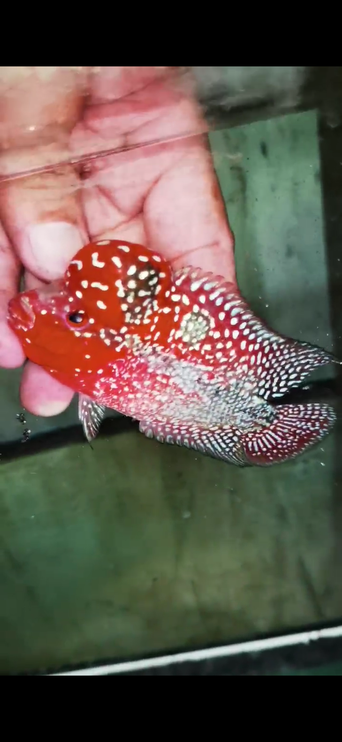 Super Red Dragon Flowerhorn  Grade A ( Male ) - #04