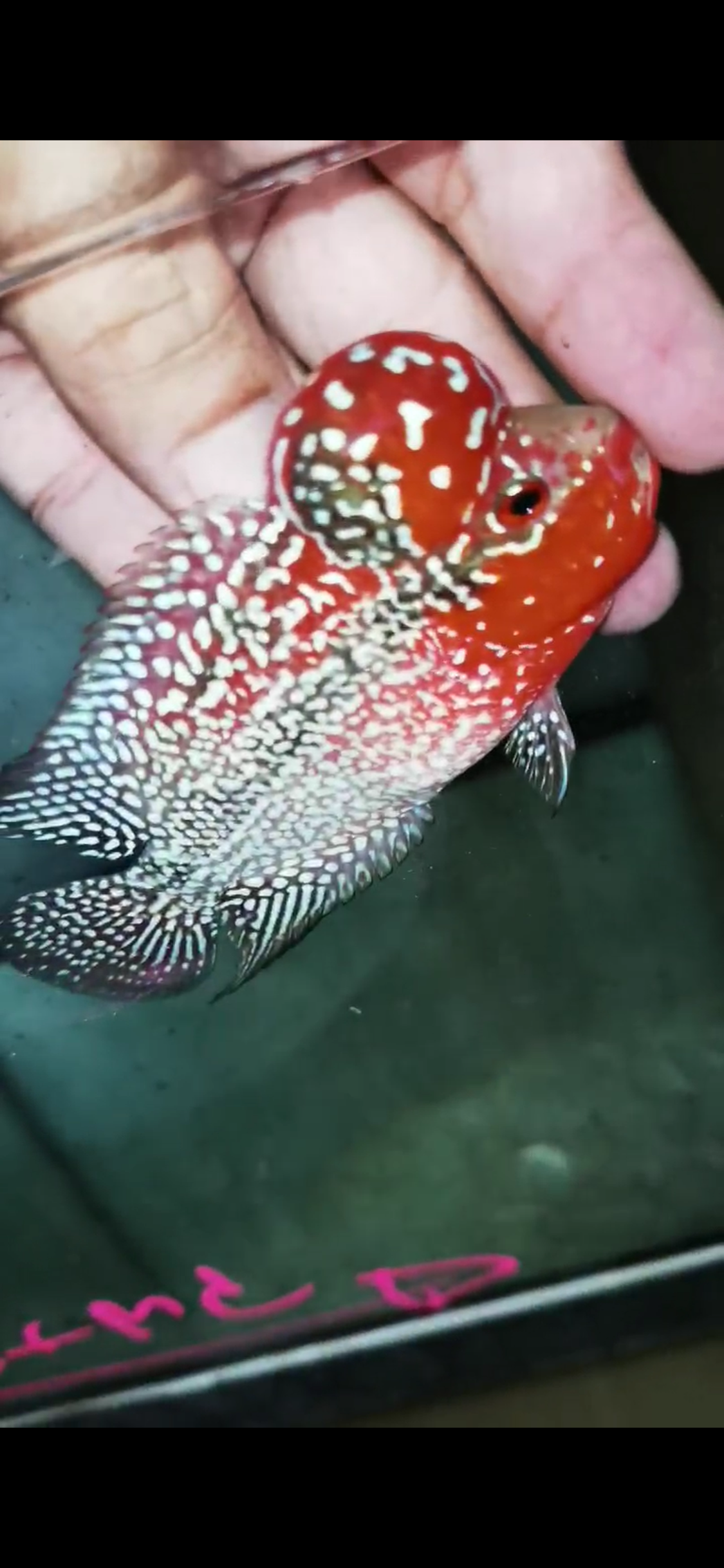 Super Red Dragon Flowerhorn  Grade A ( Male ) - #12