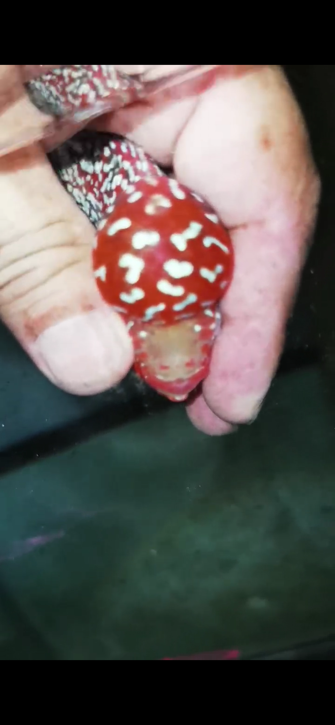 Super Red Dragon Flowerhorn  Grade A ( Male ) - #12