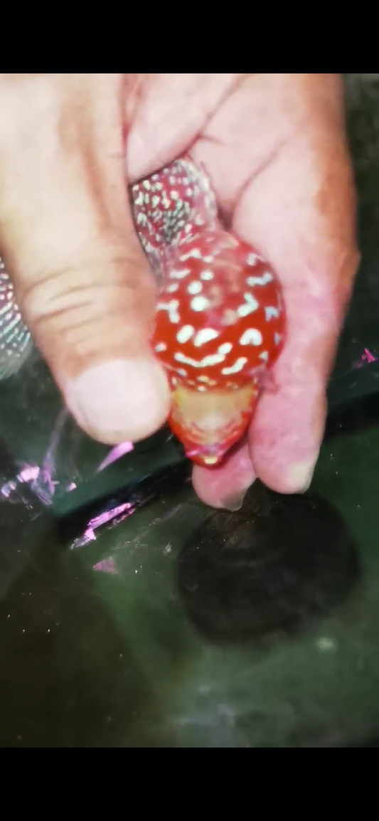 Super Red Dragon Flowerhorn  Grade A ( Male ) - #07