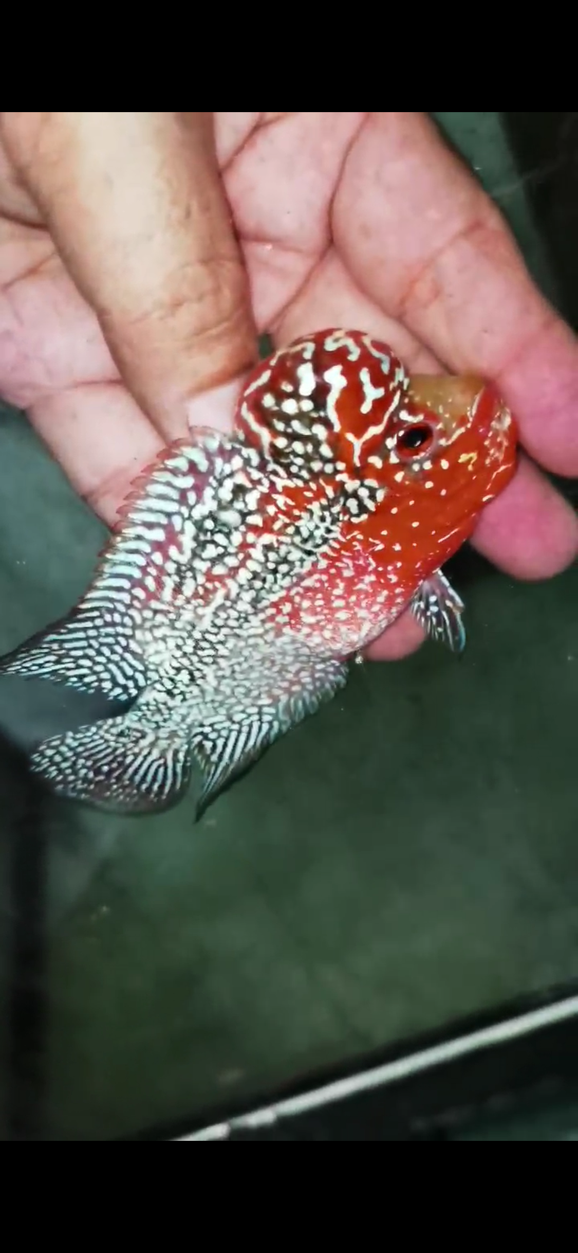 Super Red Dragon Flowerhorn  Grade A ( Male ) - #10