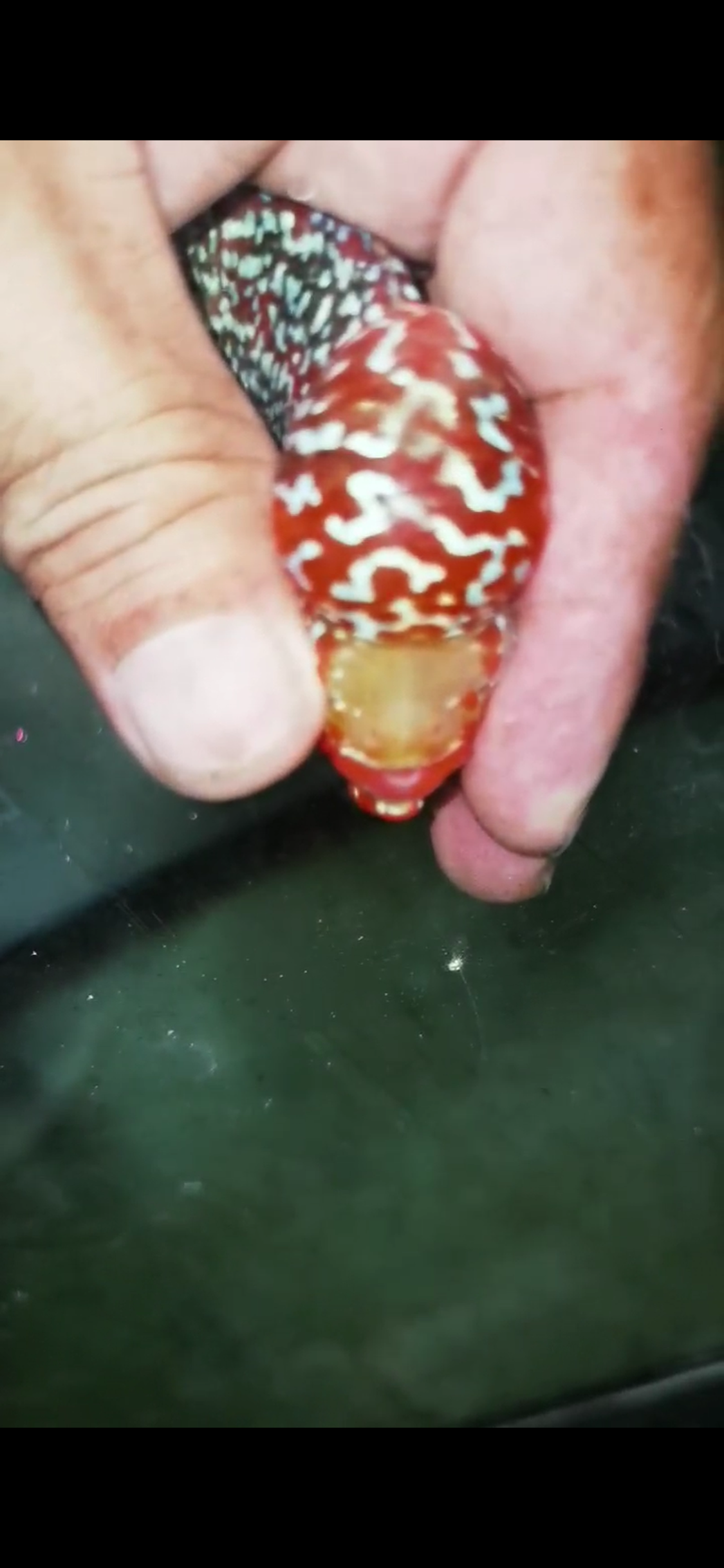Super Red Dragon Flowerhorn  Grade A ( Male ) - #10