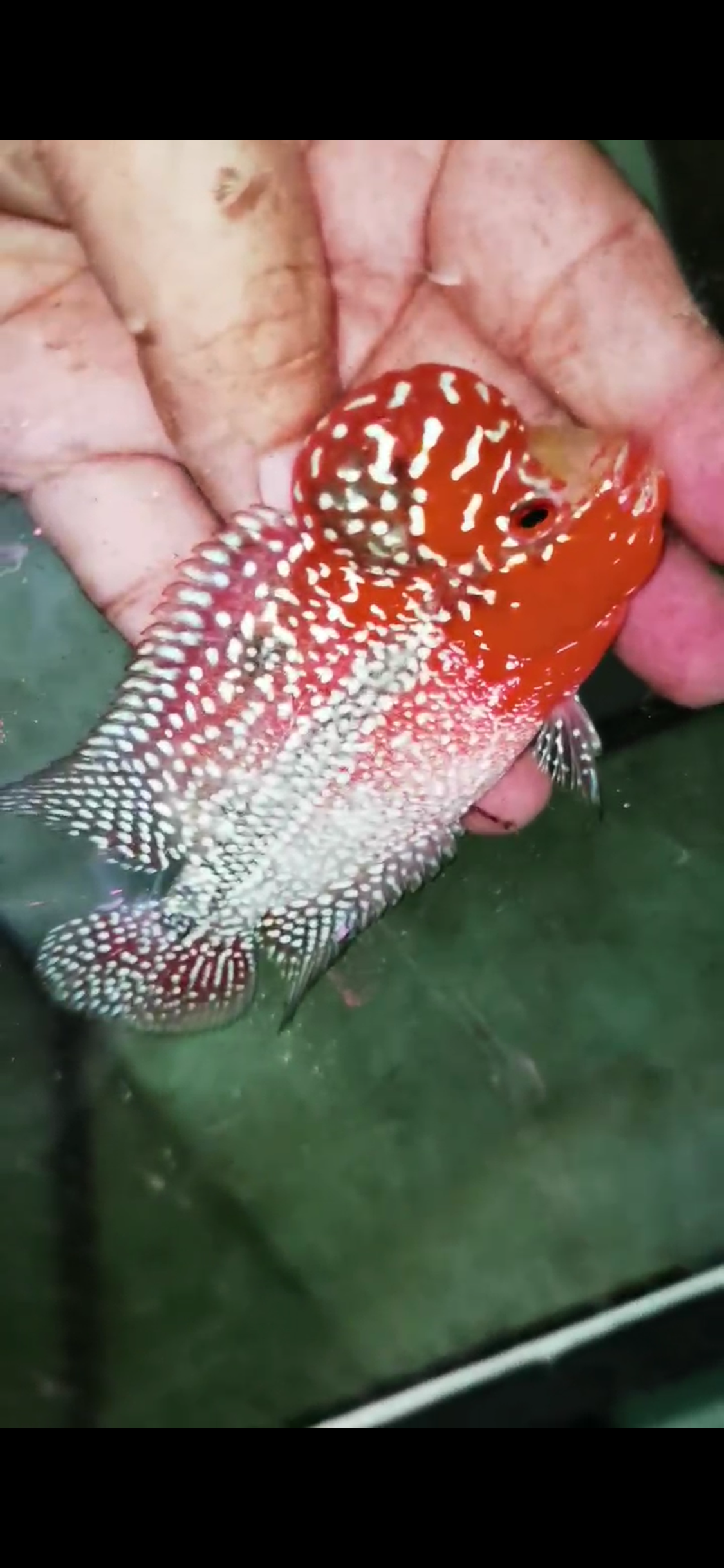 Super Red Dragon Flowerhorn  Grade A ( Male ) - #06