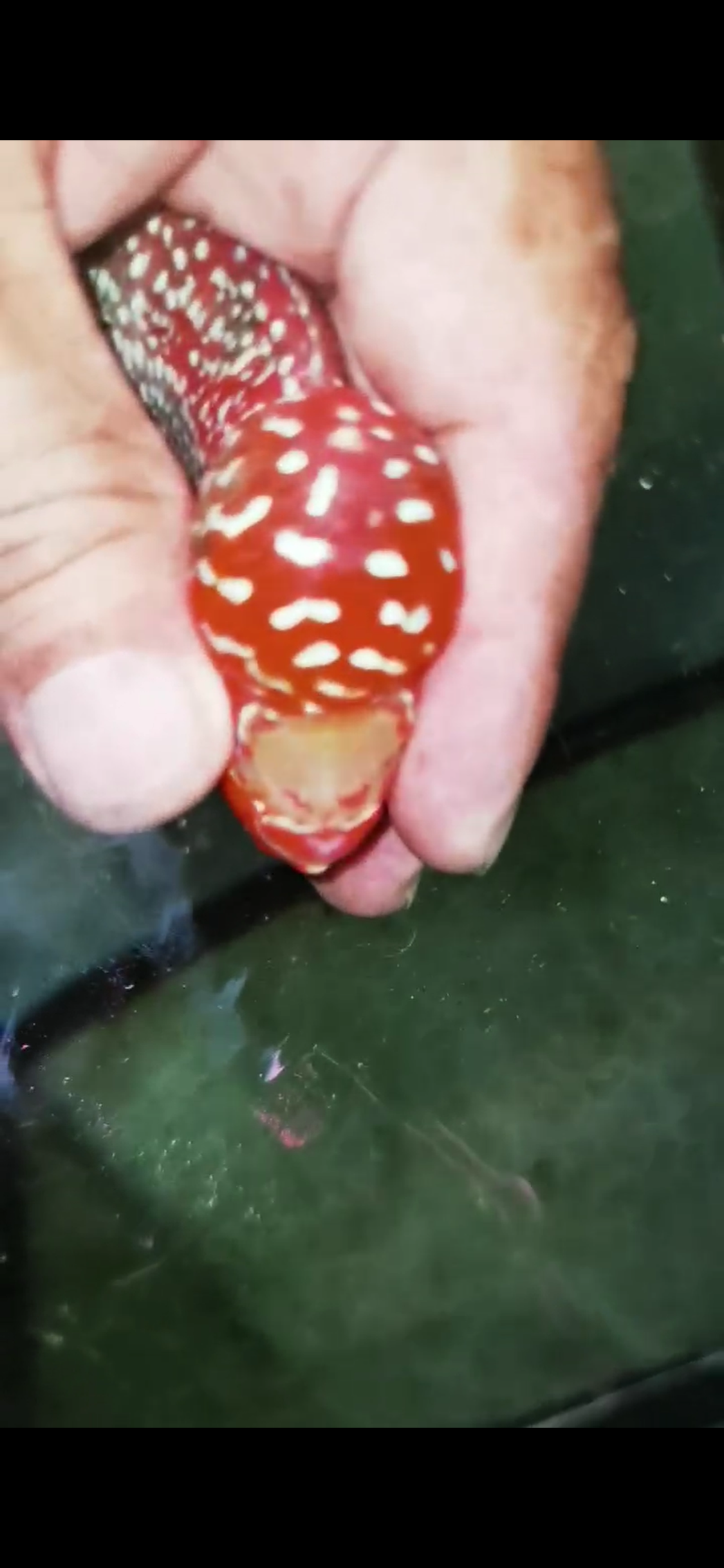 Super Red Dragon Flowerhorn  Grade A ( Male ) - #06