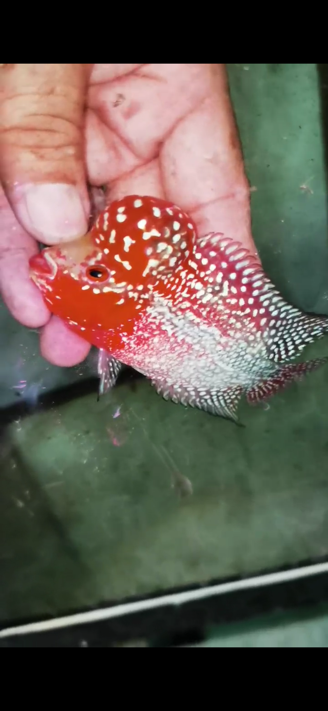 Super Red Dragon Flowerhorn  Grade A ( Male ) - #06
