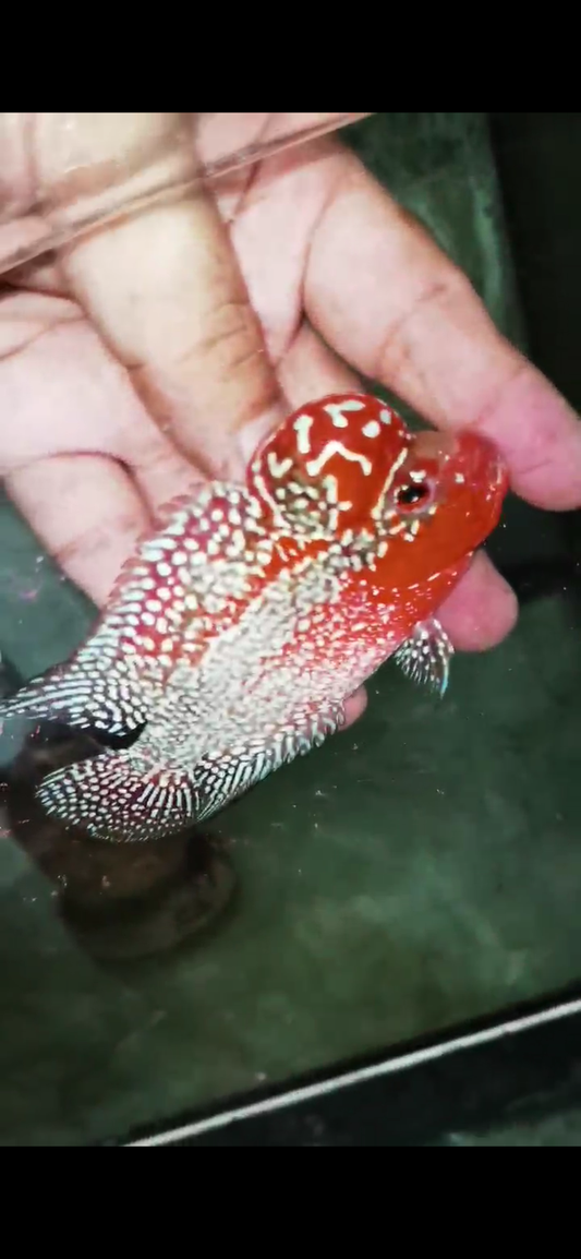 Super Red Dragon Flowerhorn  Grade A ( Male ) - #09
