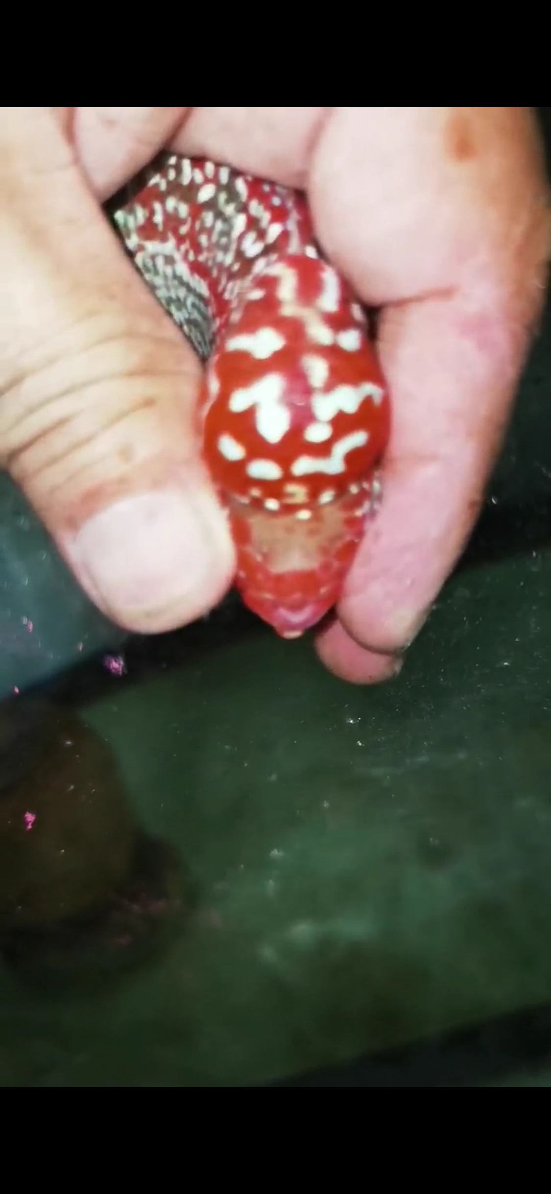 Super Red Dragon Flowerhorn  Grade A ( Male ) - #09