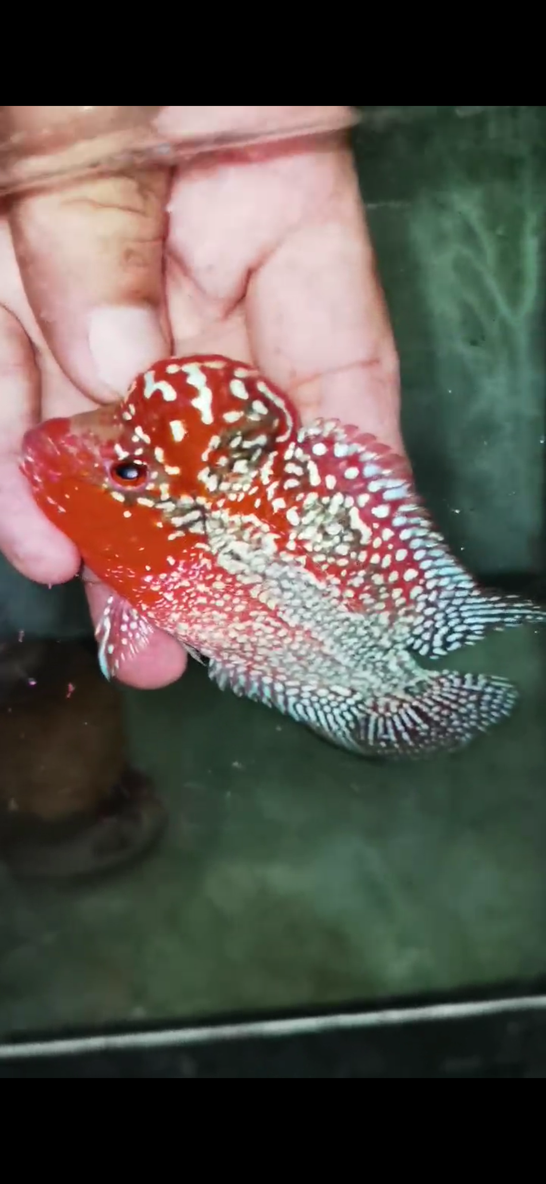 Super Red Dragon Flowerhorn  Grade A ( Male ) - #09