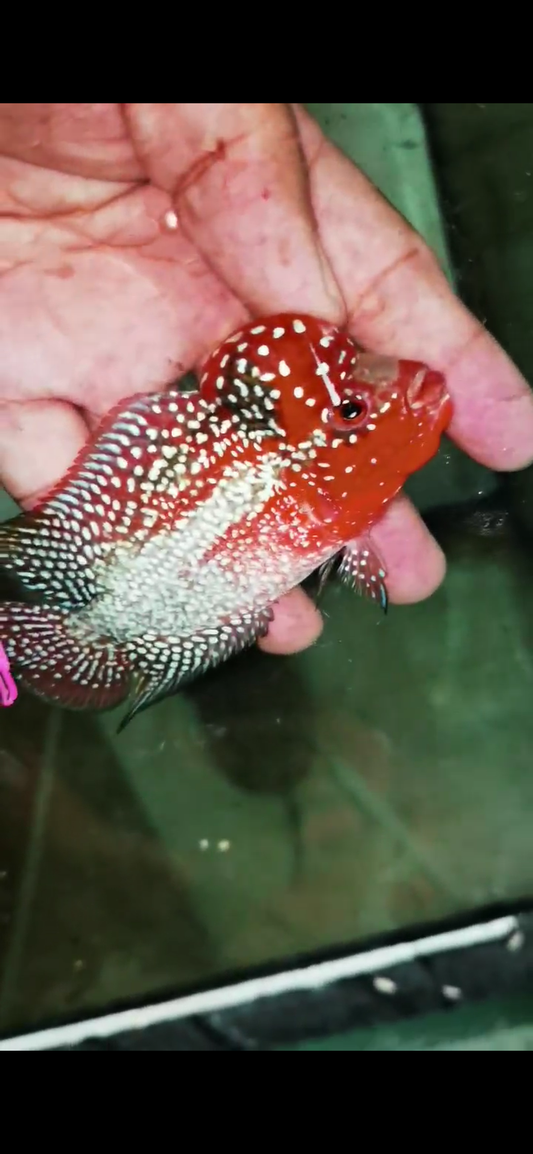 Super Red Dragon Flowerhorn  Grade A ( Male ) - #03