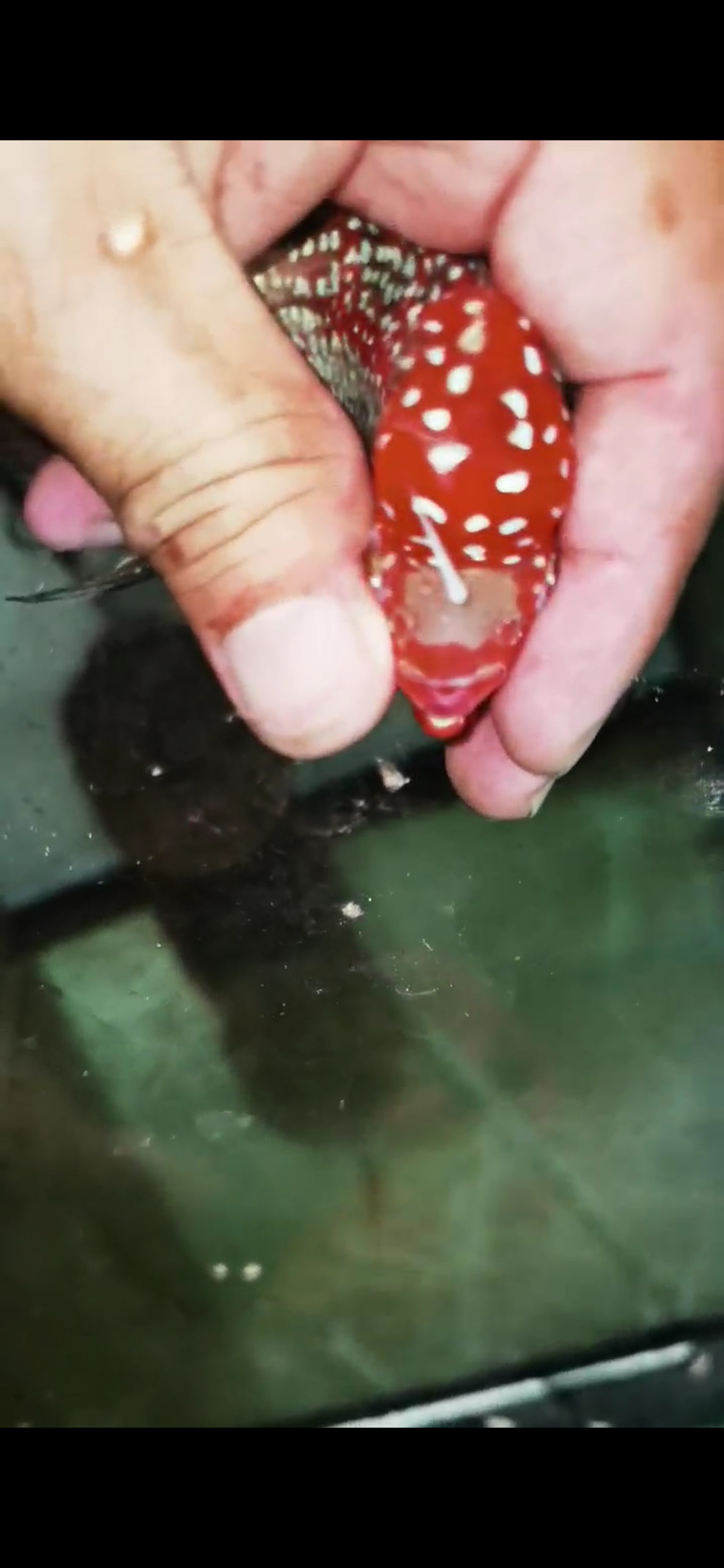 Super Red Dragon Flowerhorn  Grade A ( Male ) - #03