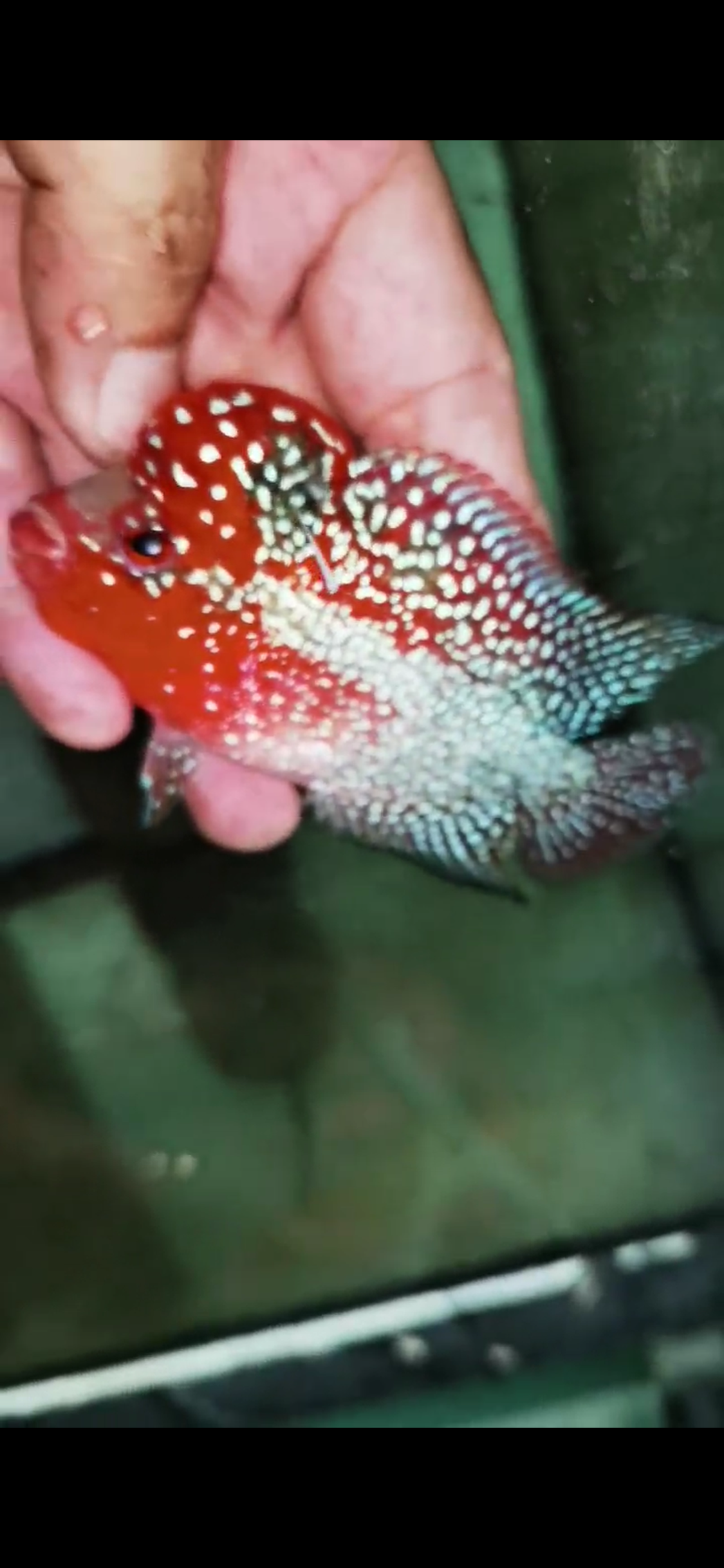 Super Red Dragon Flowerhorn  Grade A ( Male ) - #03