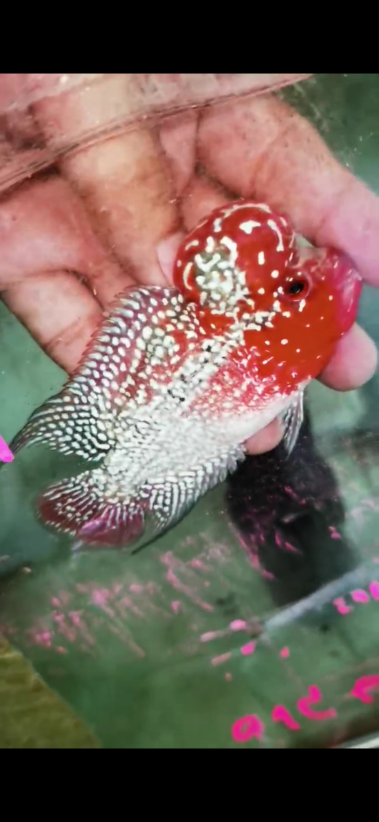 Super Red Dragon Flowerhorn  Grade A ( Male ) - #01