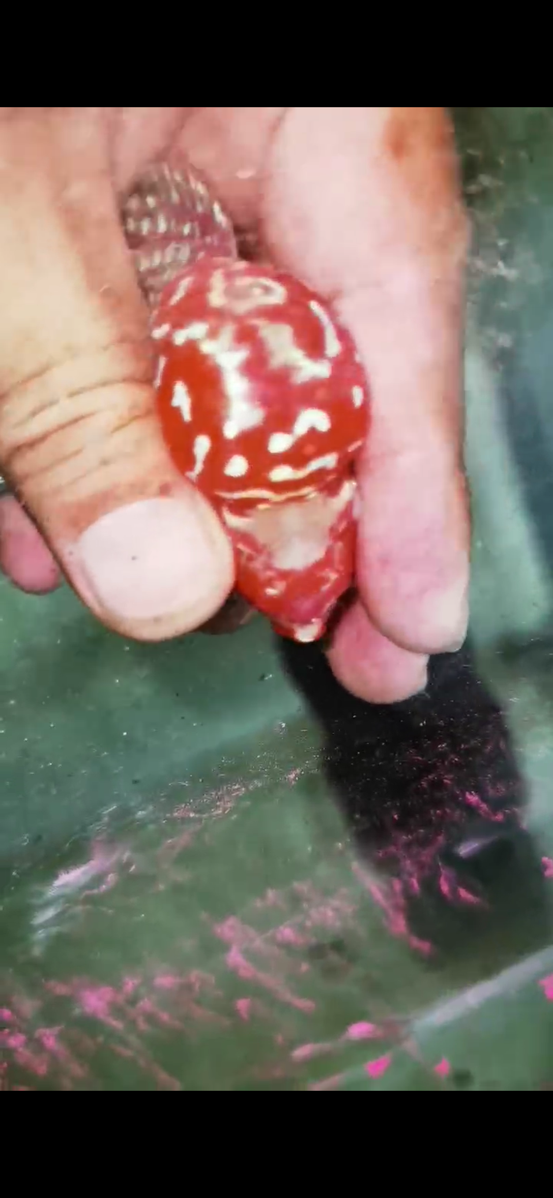 Super Red Dragon Flowerhorn  Grade A ( Male ) - #01