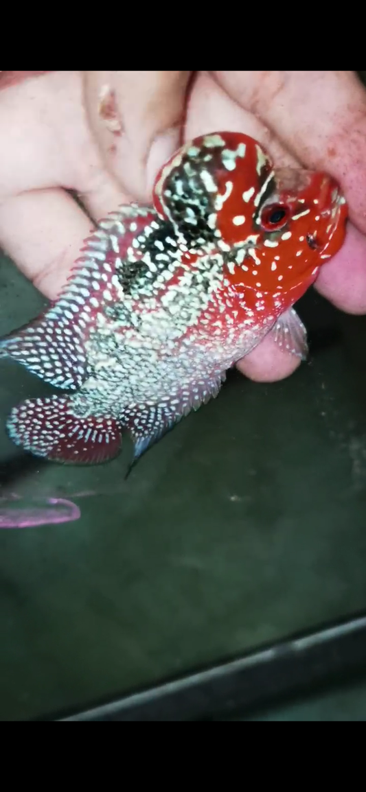 Super Red Dragon Flowerhorn  Grade A ( Male ) - #14