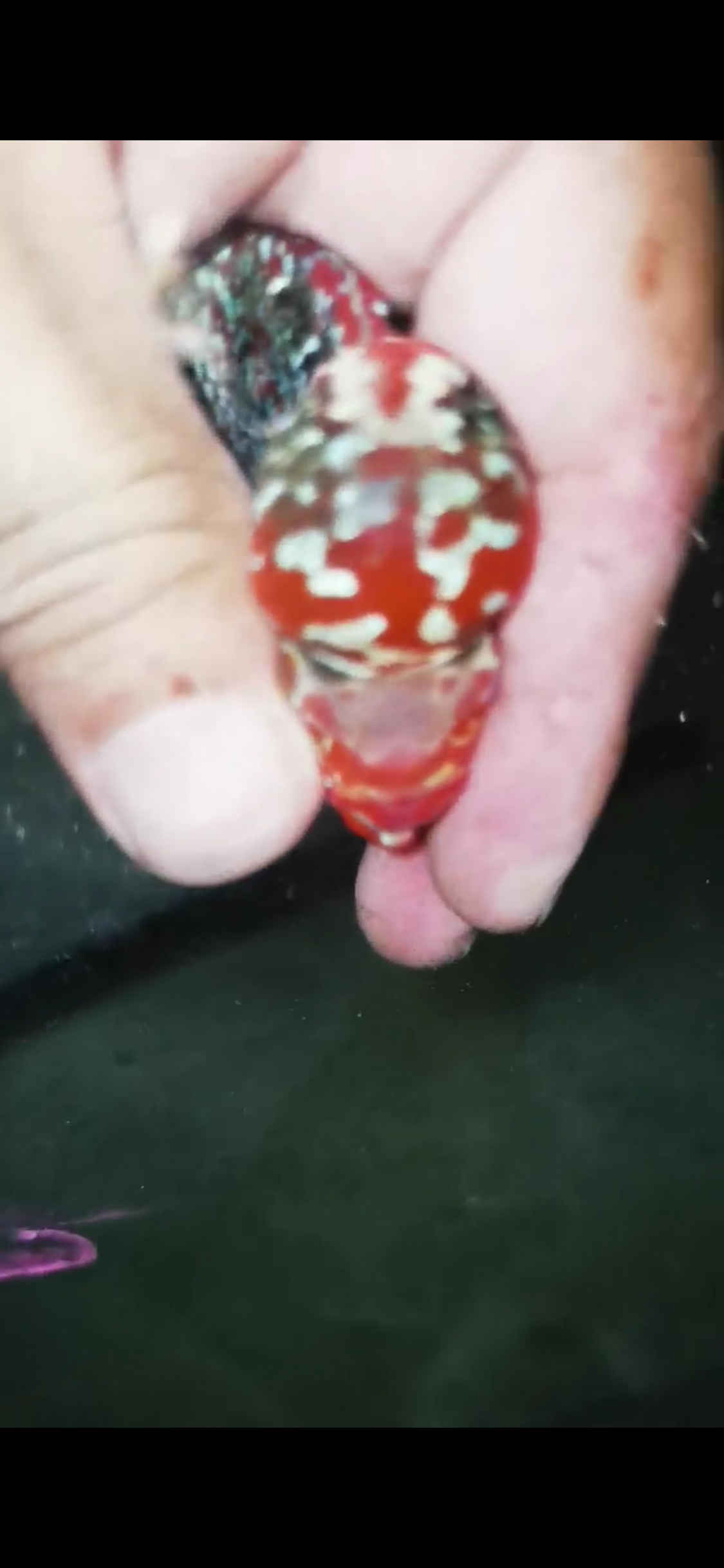 Super Red Dragon Flowerhorn  Grade A ( Male ) - #14
