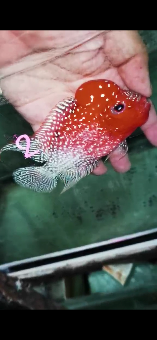 Golden Base Flowerhorn  Grade A ( Male ) - #02
