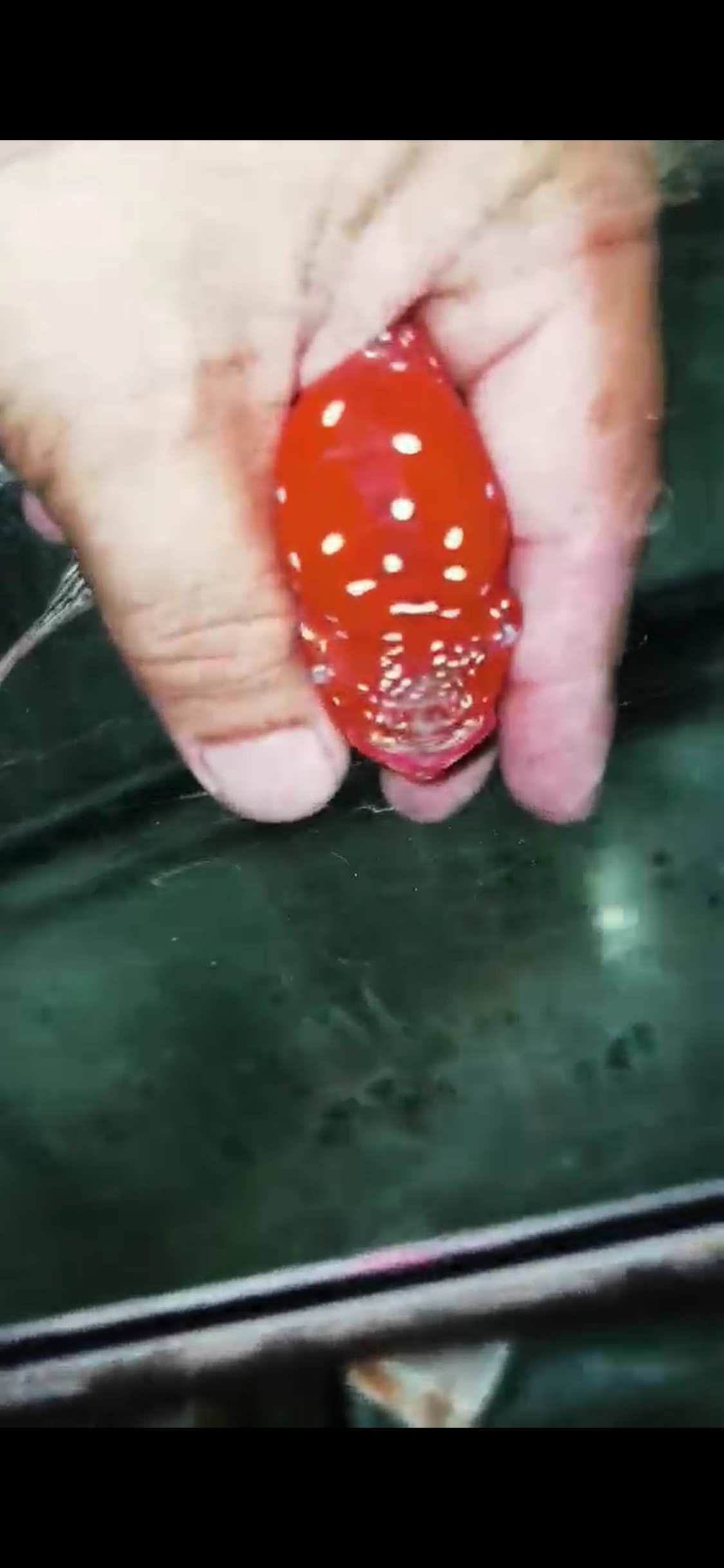Golden Base Flowerhorn  Grade A ( Male ) - #02