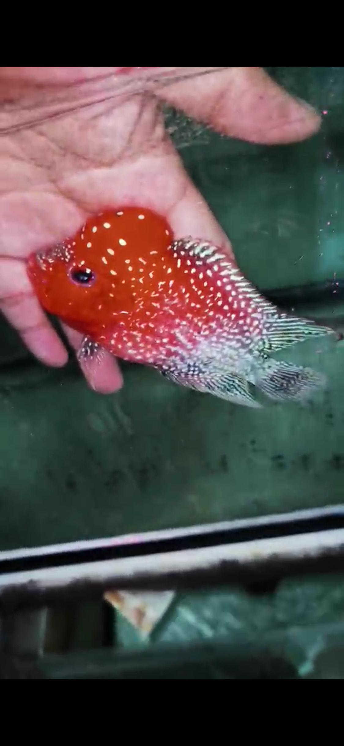 Golden Base Flowerhorn  Grade A ( Male ) - #02