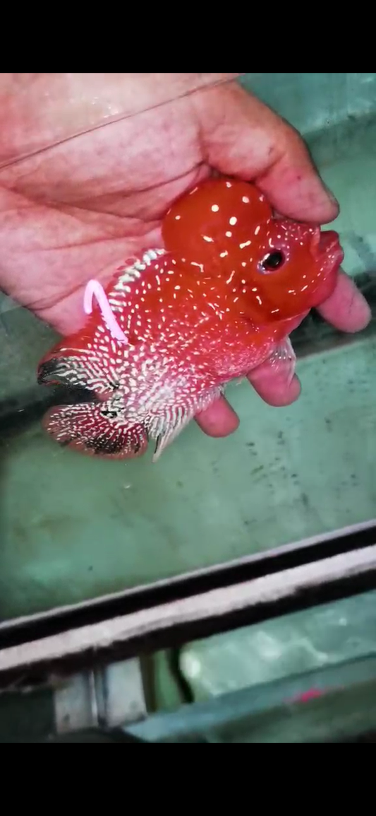 Golden Base Flowerhorn  Grade A ( Male ) - #01
