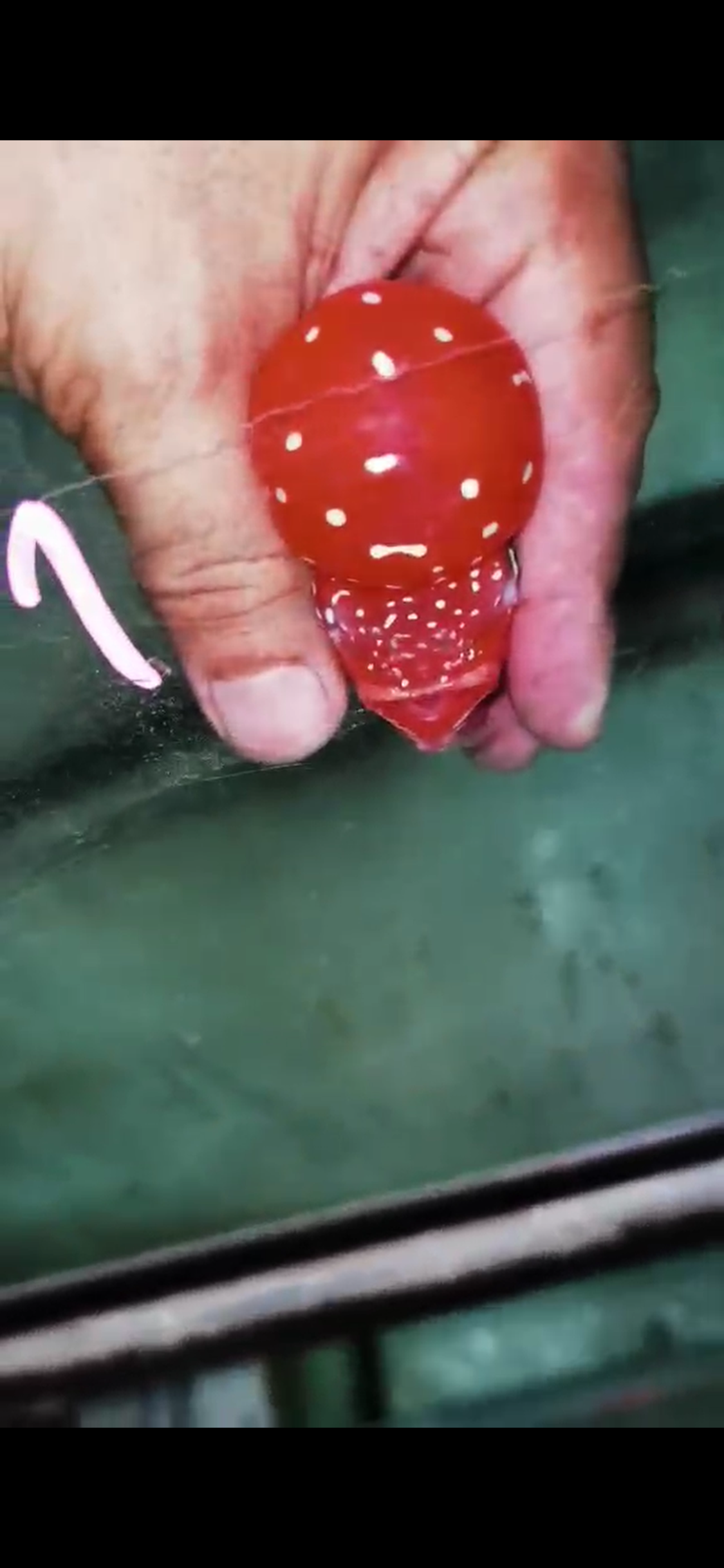 Golden Base Flowerhorn  Grade A ( Male ) - #01
