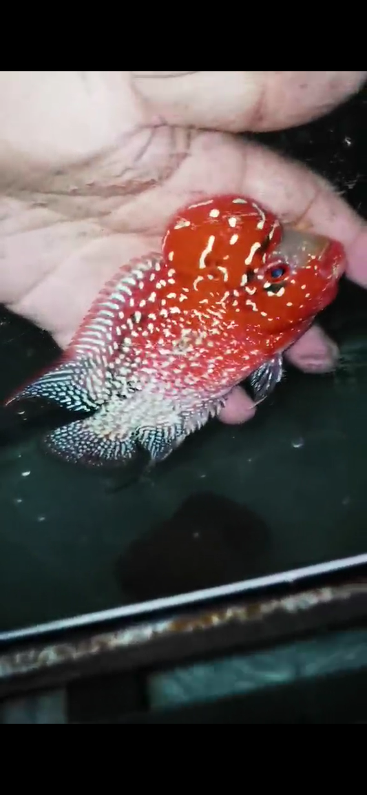 Golden Base Flowerhorn  Grade A ( Male ) - #09