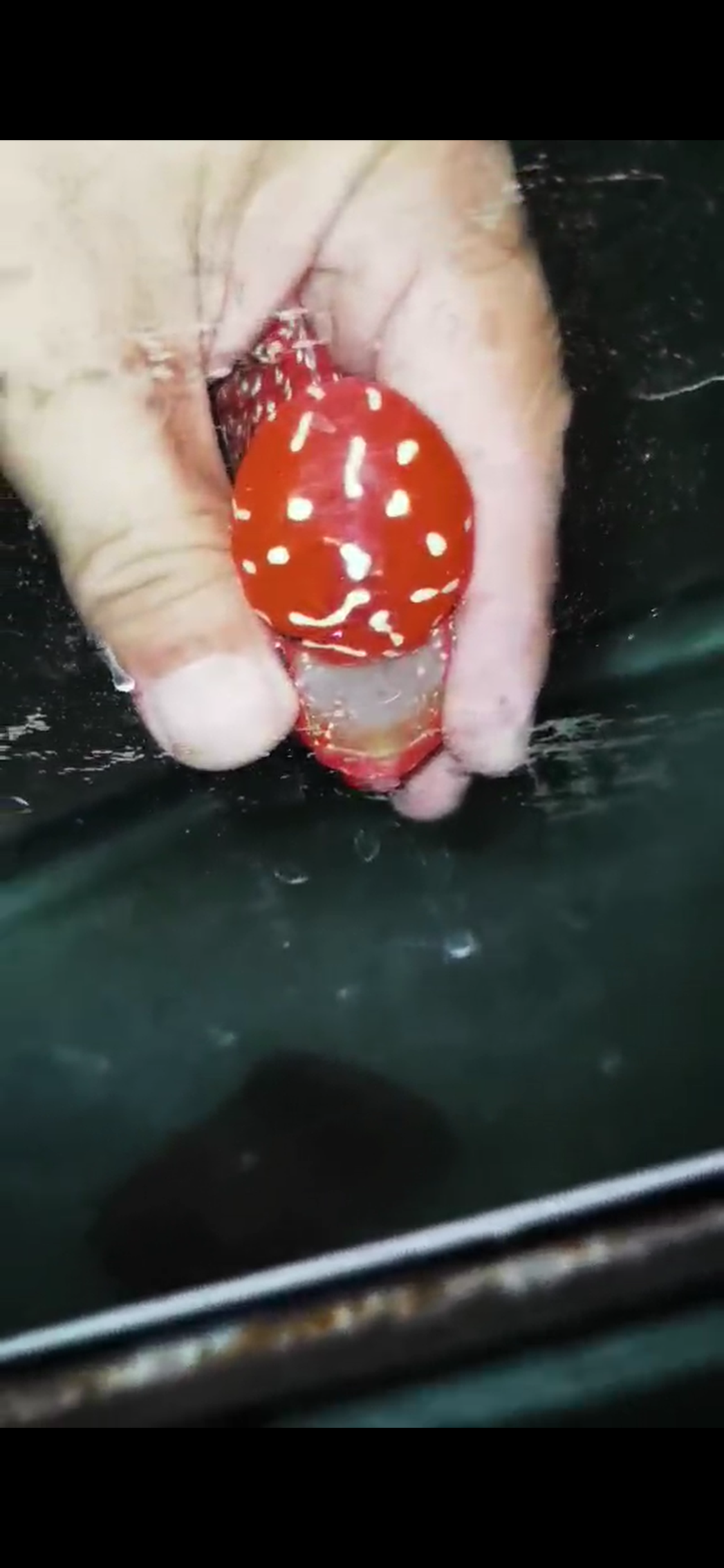 Golden Base Flowerhorn  Grade A ( Male ) - #09