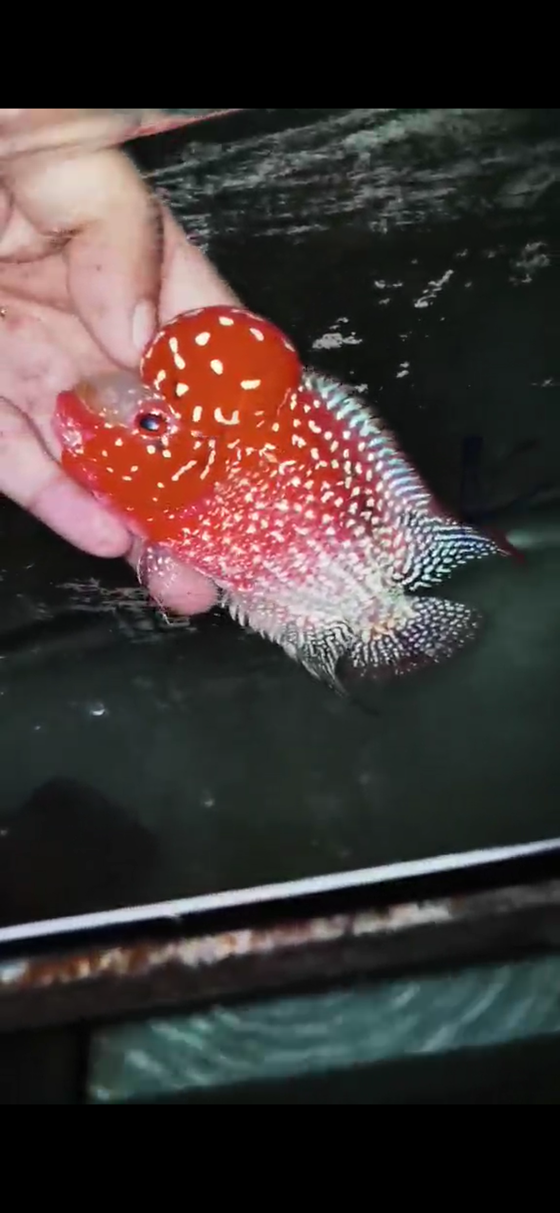 Golden Base Flowerhorn  Grade A ( Male ) - #09