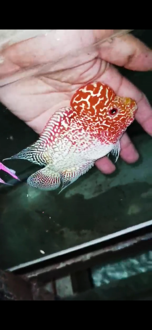 Golden Base Flowerhorn  Grade A ( Male ) - #04