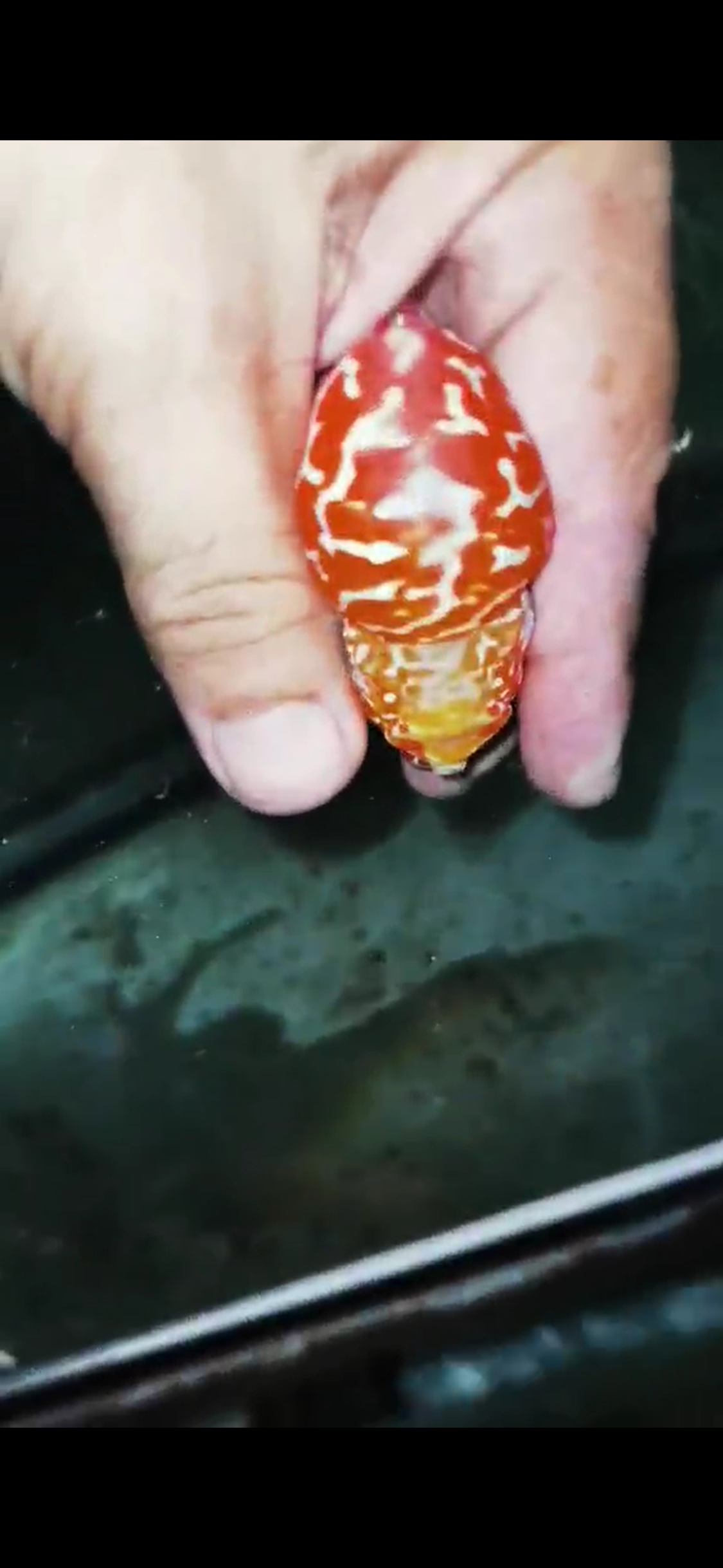 Golden Base Flowerhorn  Grade A ( Male ) - #04