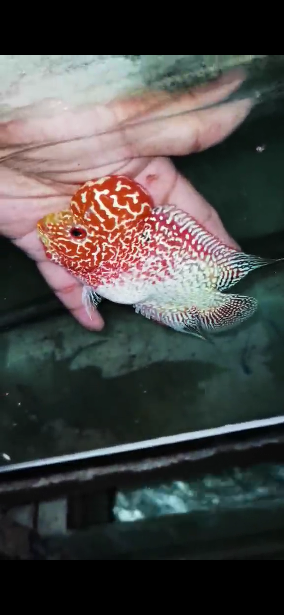Golden Base Flowerhorn  Grade A ( Male ) - #04