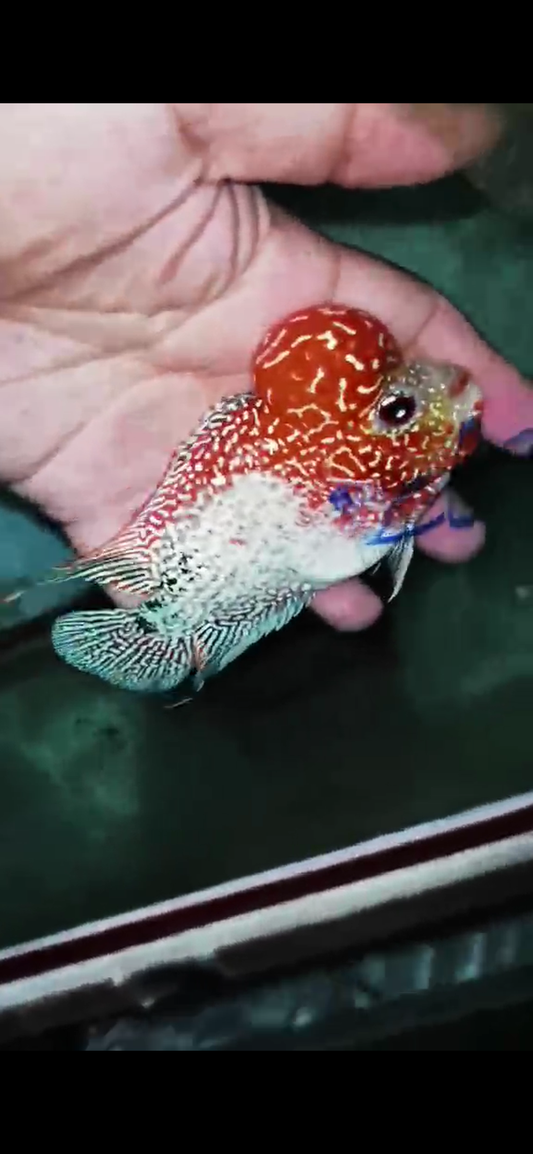 Golden Base Flowerhorn  Grade A ( Male ) - #12