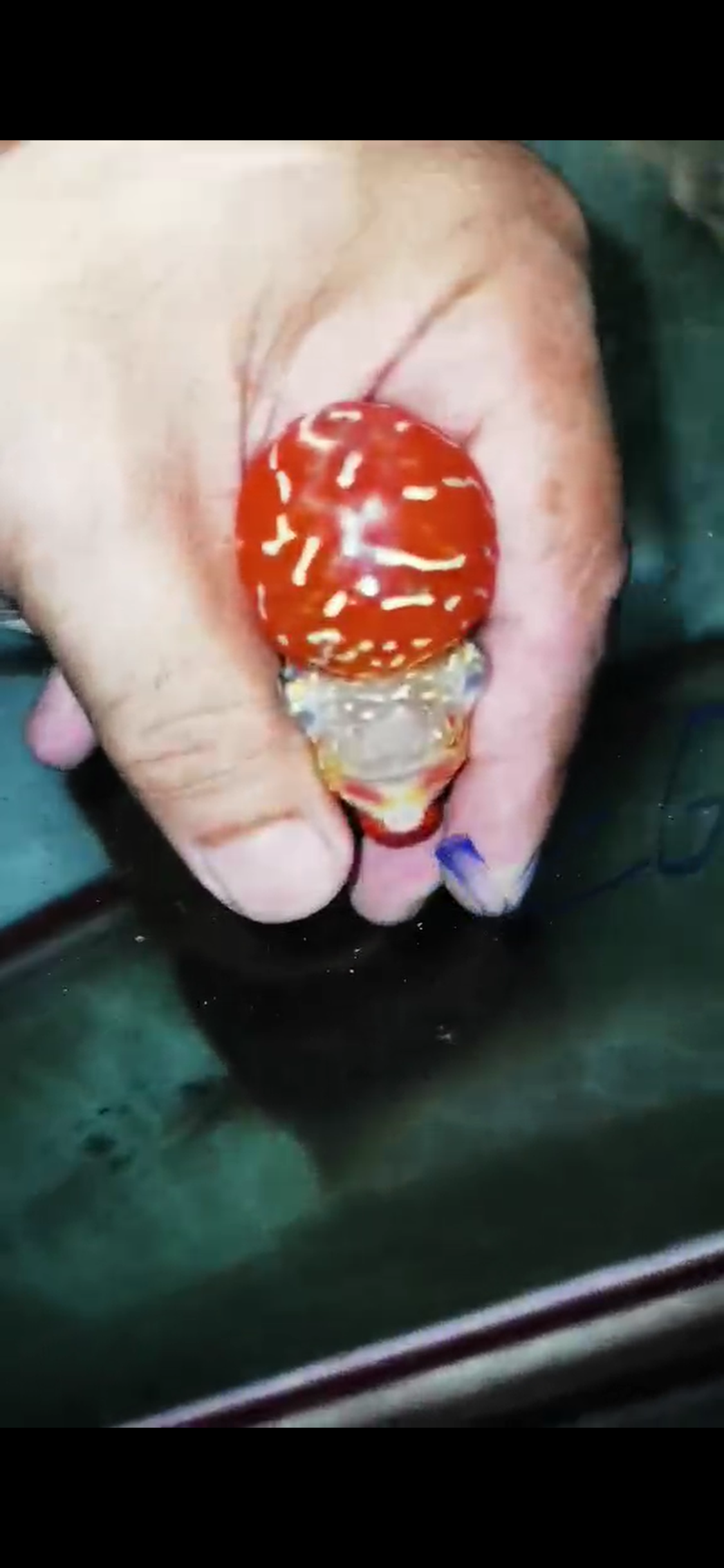 Golden Base Flowerhorn  Grade A ( Male ) - #12
