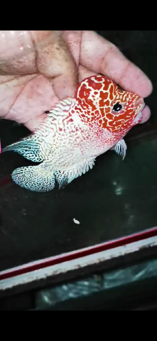 Golden Base Flowerhorn  Grade A ( Male ) - #13