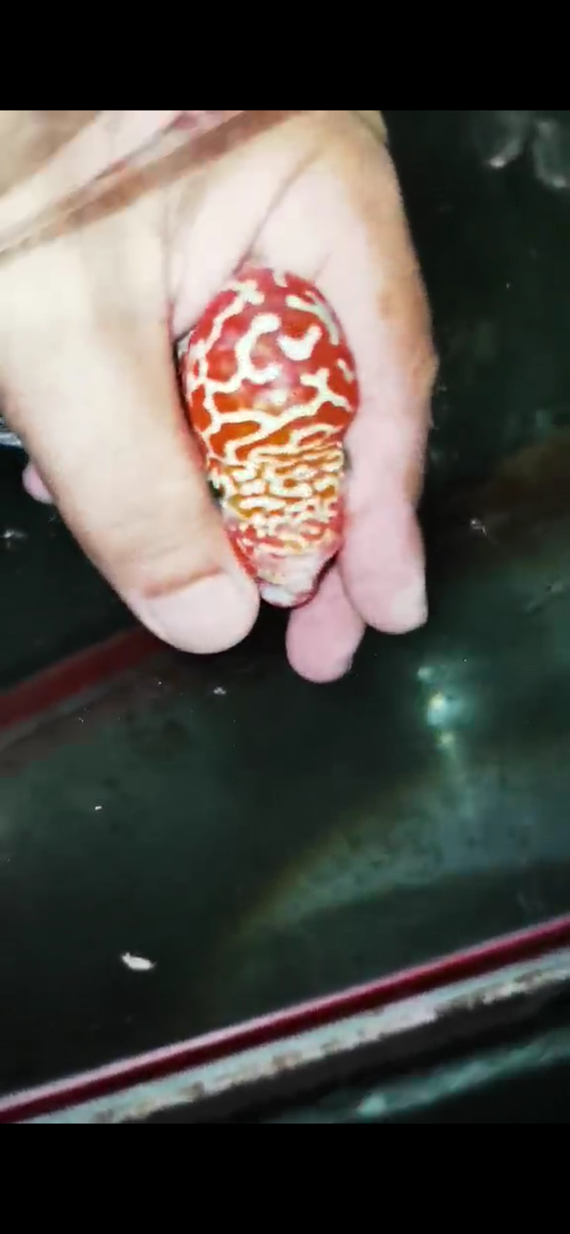 Golden Base Flowerhorn  Grade A ( Male ) - #13