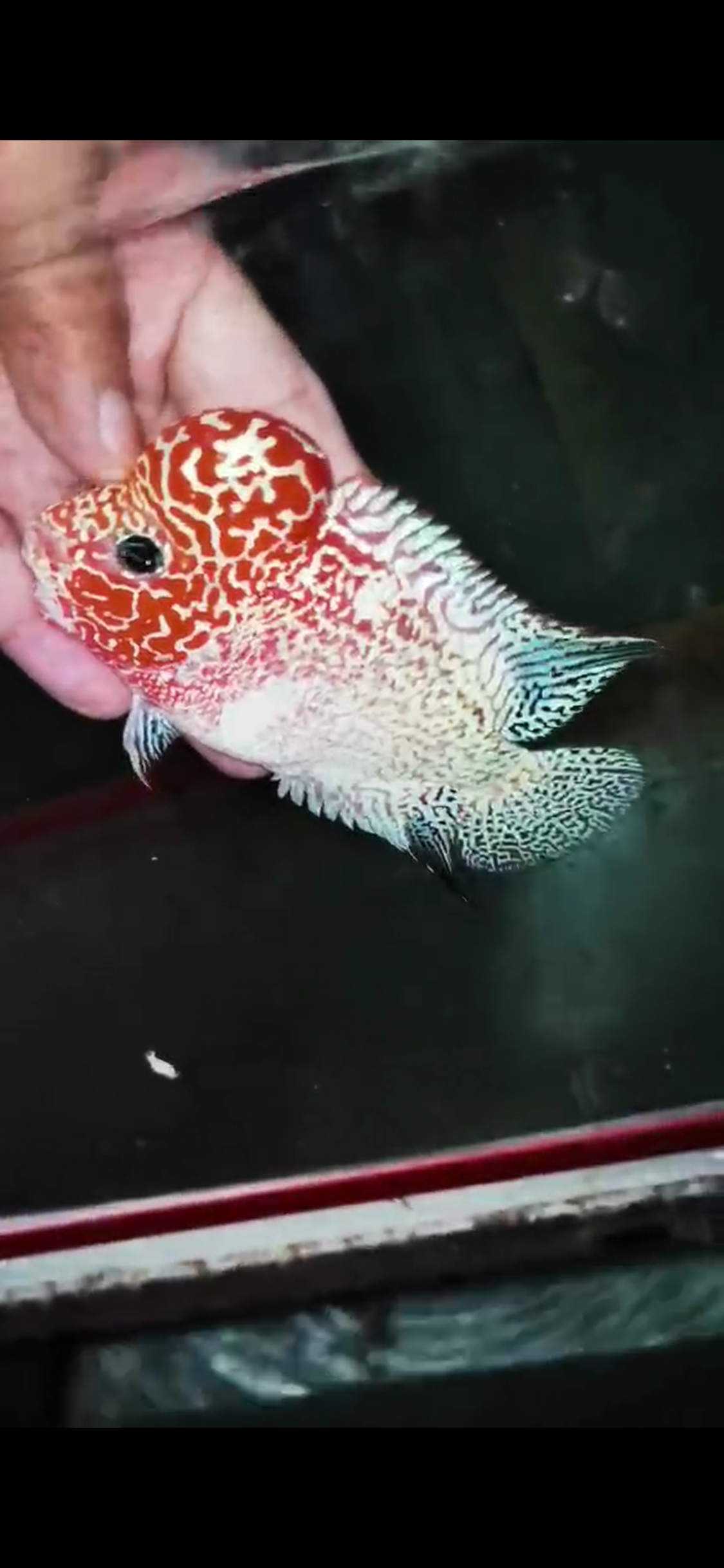 Golden Base Flowerhorn  Grade A ( Male ) - #13