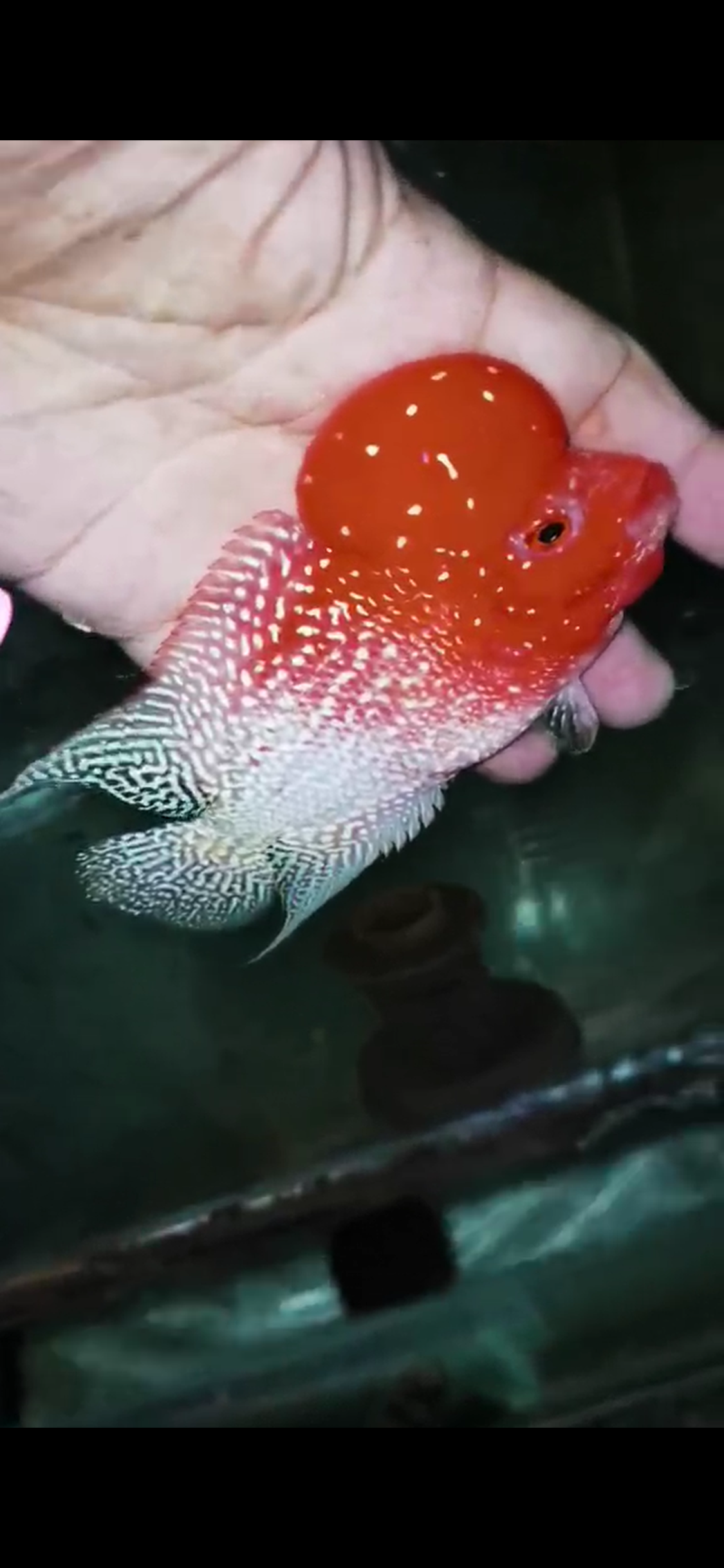 Golden Base Flowerhorn  Grade A ( Male ) - #3