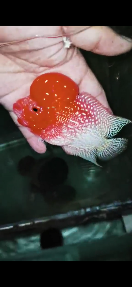 Golden Base Flowerhorn  Grade A ( Male ) - #3