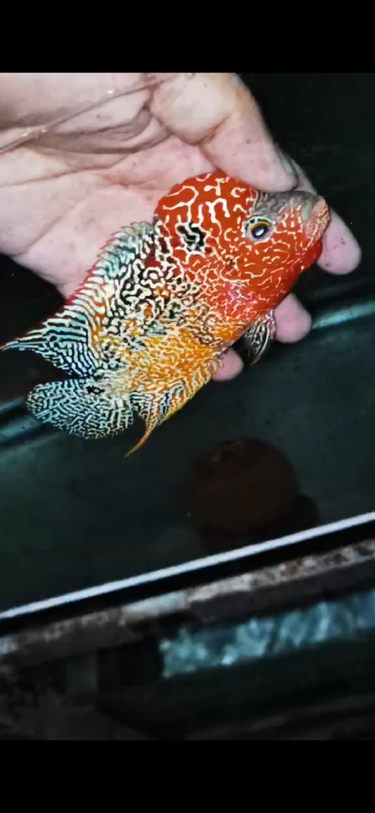 Kamfa 2 Tone Flowerhorn  Grade A ( Male ) - #8