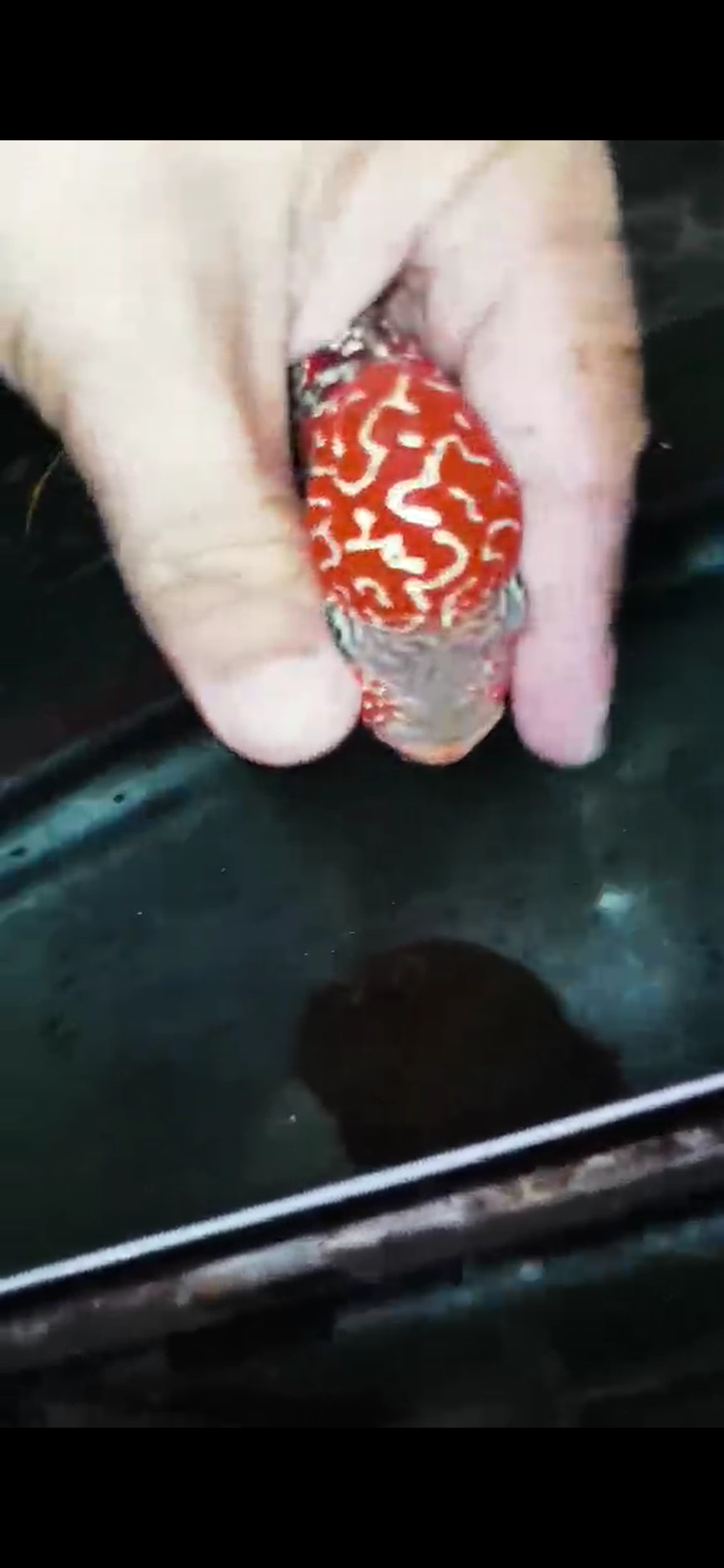 Kamfa 2 Tone Flowerhorn  Grade A ( Male ) - #8