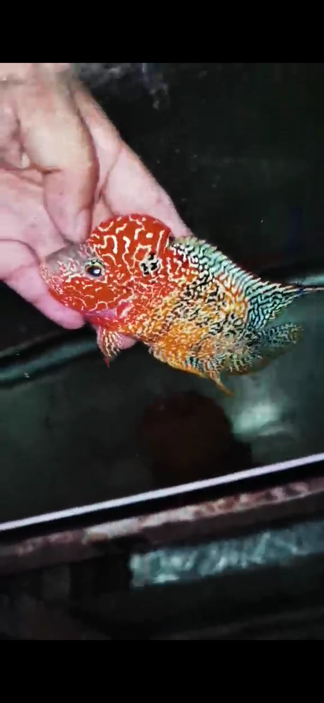 Kamfa 2 Tone Flowerhorn  Grade A ( Male ) - #8