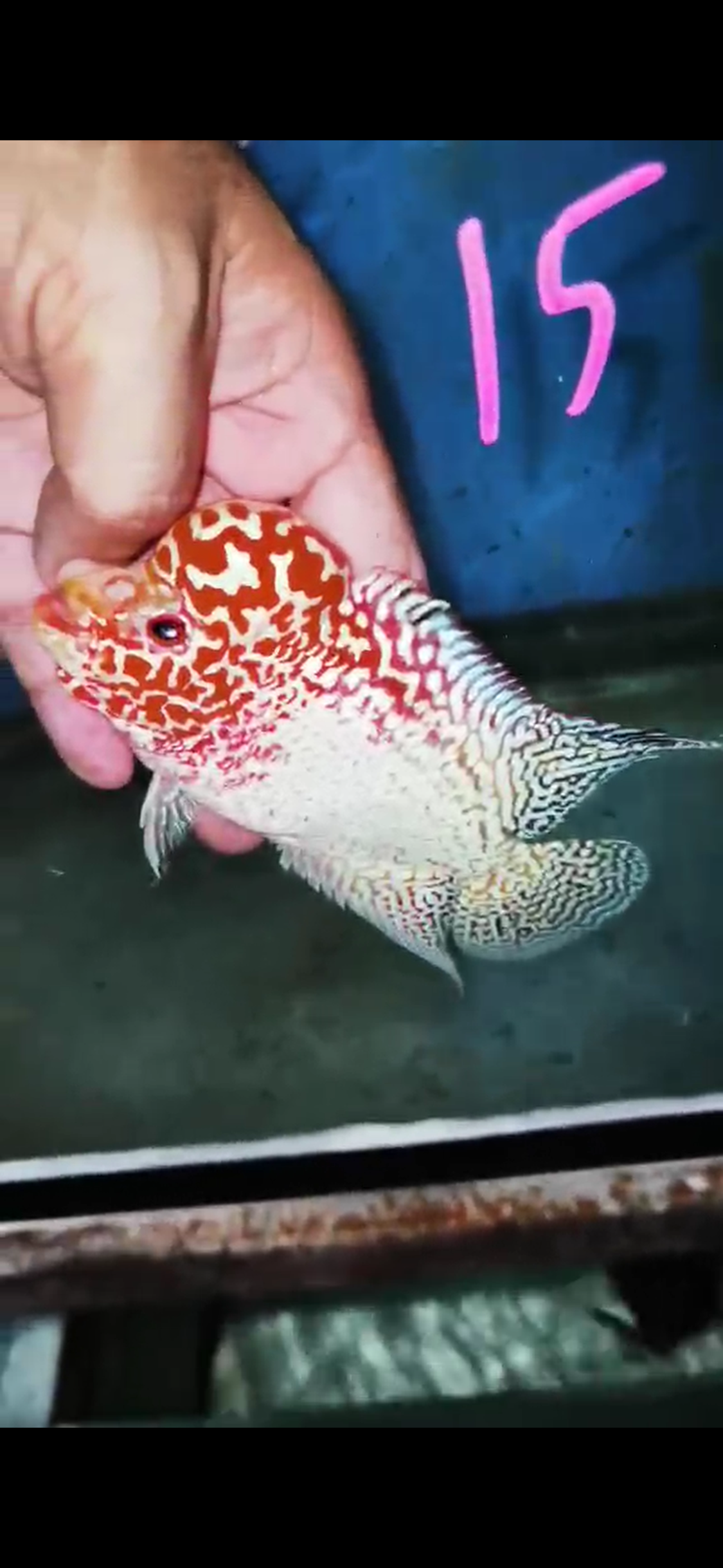 Golden Base Flowerhorn  Grade A ( Male ) - #15