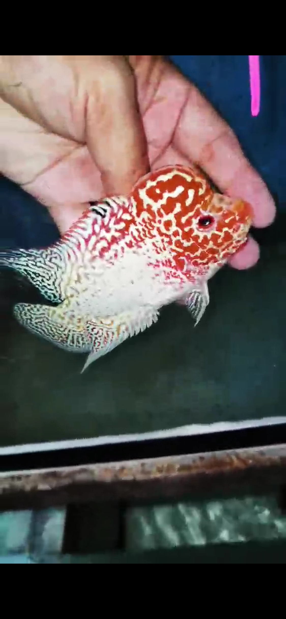 Golden Base Flowerhorn  Grade A ( Male ) - #15