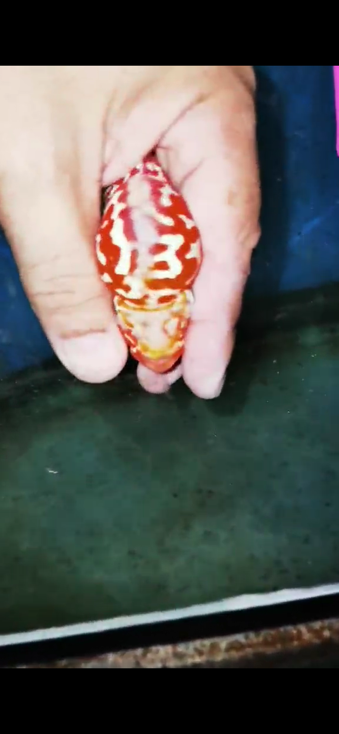 Golden Base Flowerhorn  Grade A ( Male ) - #15
