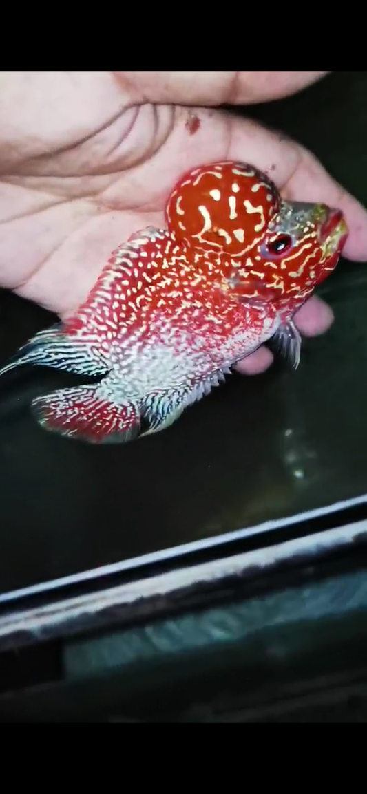 Golden Base Flowerhorn  Grade A ( Male ) - #6